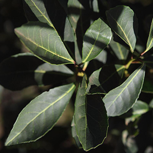 Yerba maté biologique : pourquoi est-elle meilleure que la yerba maté ordinaire ?