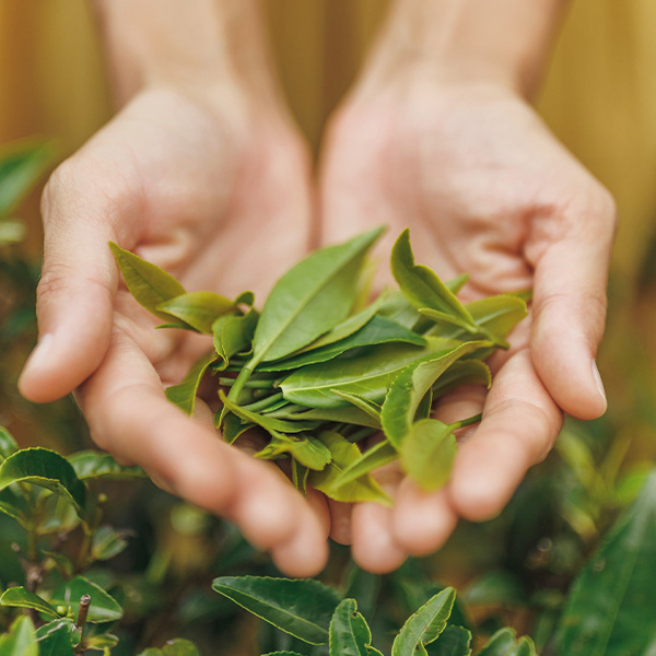 Le thé vert – un élixir de santé dans une tasse