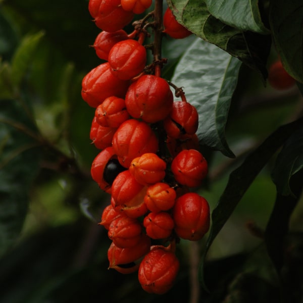 Guarana - le cousin stimulant de la yerba mate